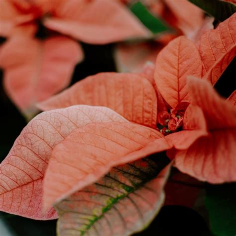 Poinsettia, Pink Variety - Campbell's Nursery