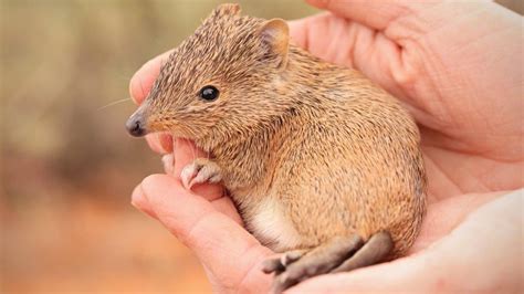 outback golden bandicoots rapidly reproducing  western nsw