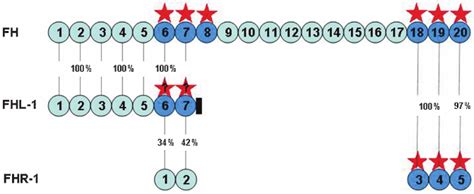structure  factor  fh factor   protein  fhl   factor