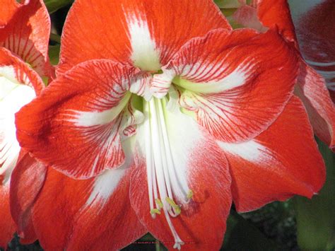 Flowers Pictures: Amaryllis Flower Pictures