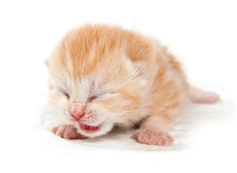 kittens   kittens  adoption pet classifieds