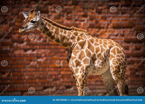 Baby giraffe in zoo park stock photo. Image of full - 250790962