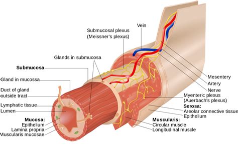 enteric nervous system | Viv’z Blog