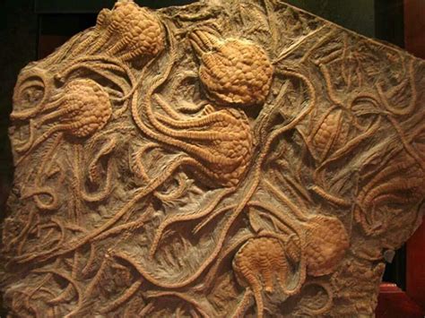 Squid fossils | Fossils, Fossil, Prehistoric