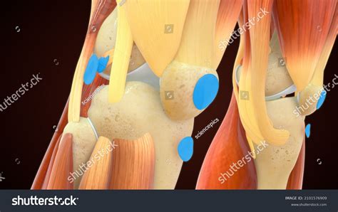 Bursitis Muscle Anatomy 3d Illustration Stock Illustration 2101576909