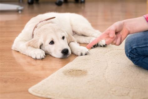 how to eliminate dog urine smell in carpet