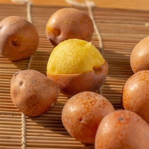 mobola plum   zambia