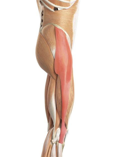 Iliotibial Band Syndrome Treatment | IT Band Massage Watford
