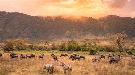 visit arusha  travel guide  arusha arusha region expedia