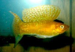 Black Molly Fry Question | Tropical Fish Forums