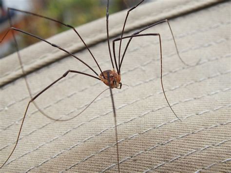 how to get rid of daddy long leg spiders