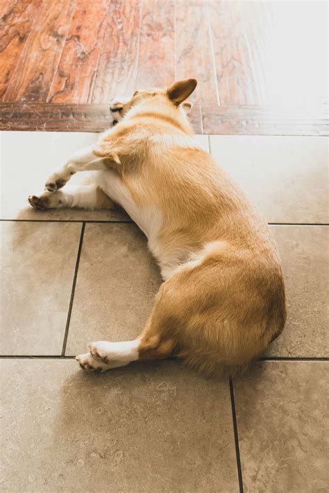 Why Is My Puppy Farting A Lot