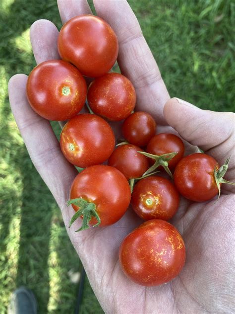 Today's Harvest - super sweet 100 and husky cherry : r/tomatoes