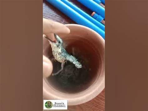 collared kingfisher tikarol youtube