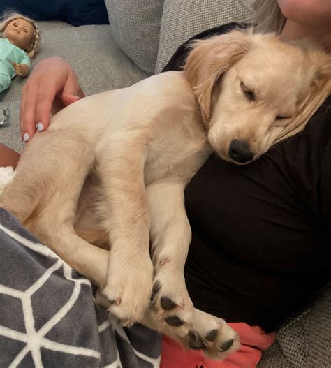 Miniature Golden Retriever Puppies | Big Hearted Breeders