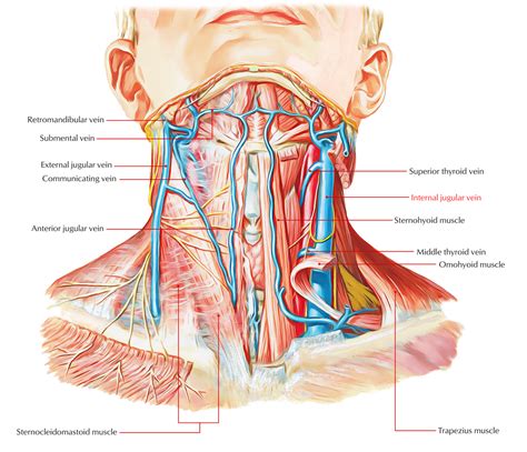 internal jugular vein earths lab