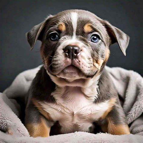 How Frequently to Bathe an American Bully Puppy: A Must-Read and ...