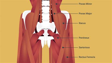 hip flexors   rain  uw medicine