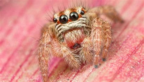 tiny brown spiders  invade houses pictures included