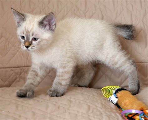 Kittens Available 1