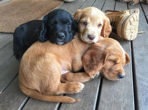 Real Cute Puppies
