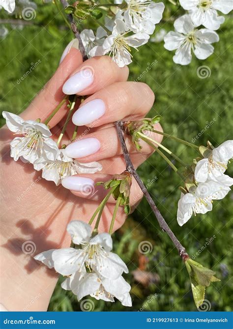 Hand with Milk Manicure. Cherry Blossom Branch Stock Image - Image of