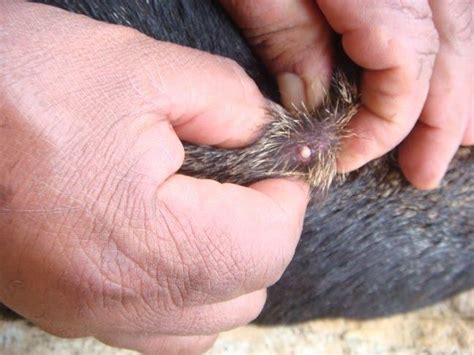 maggots  dogs canine myiasis   treatment
