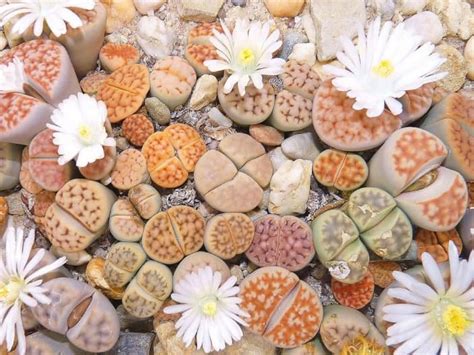how to care for lithops indoors