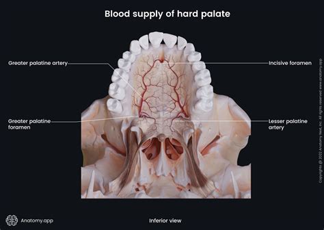 Hard Palate Bones RADT 210 Facial Bone Anatomy