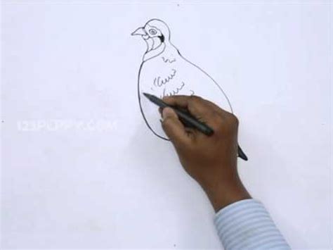 Partridge Drawing at PaintingValley.com | Explore collection of ...