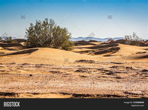 Flora Sahara Desert Image & Photo (Free Trial) | Bigstock