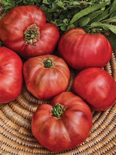 The 15 Best Beefsteak Tomatoes To Grow - Food Gardening Network