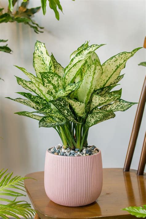 Chinese evergreen – Artofit