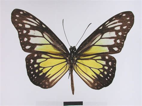 Parantica aspasia caulonia (type specimens)