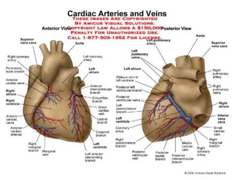 the Arteries Of Heart With Diagram heart receives its own supply of ...