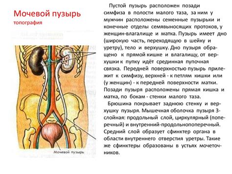 Выделительная система человека. Анатомия и физиология - презентация онлайн