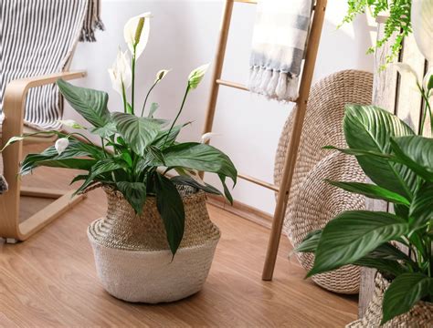 6 Best Plants For Your Living Room