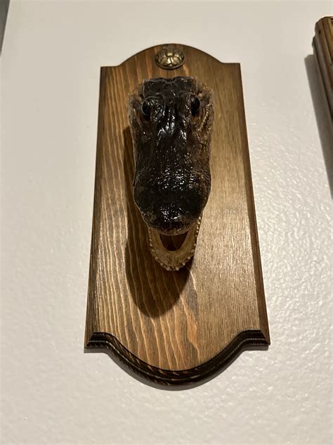 taxidermy alligator mount etsy