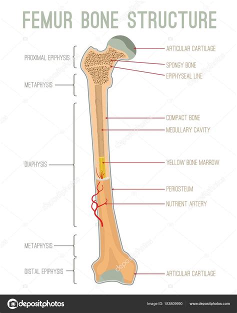 Bone Structure (Femur) Yellow Bone Marrow, Femur Bone, Arteries