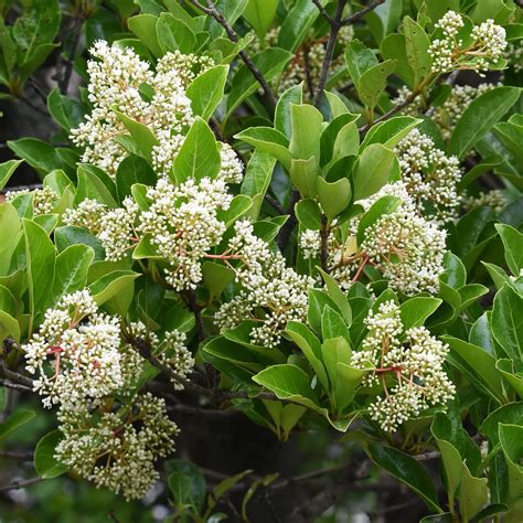 3 Gal Viburnum Chindo Shrub with White Flowers - Walmart.com