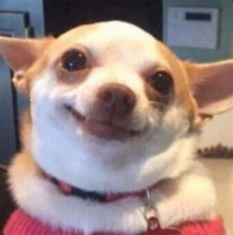 perritos memes