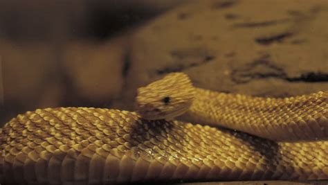 Yellow Venomous Snake image - Free stock photo - Public Domain photo ...