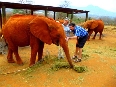 Safari Africa. Elephant orphanage. Life changing. - Lani Muelrath | Mindful, Active, Vegan Living