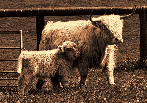 Wallpaper : animals, grass, sepia, farm, fence, sheep, flickr, bw ...