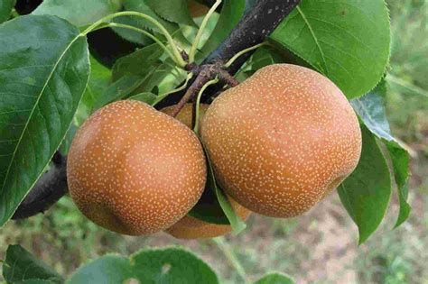 17 Facts About Nashi Pear - Facts.net