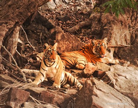 wildlife  rajasthan astonishing india