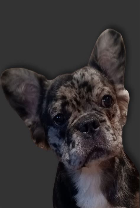 Pure Frenchie Pups