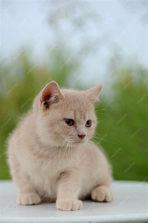 Premium Photo | British Short Hair Kitten Portrait Outdoor