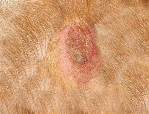 Scabs on Dogs [With Pictures]: Our Vet Explains What to Do