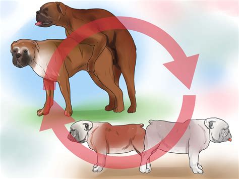 How to Get Dogs to Mate (with Pictures) - wikiHow